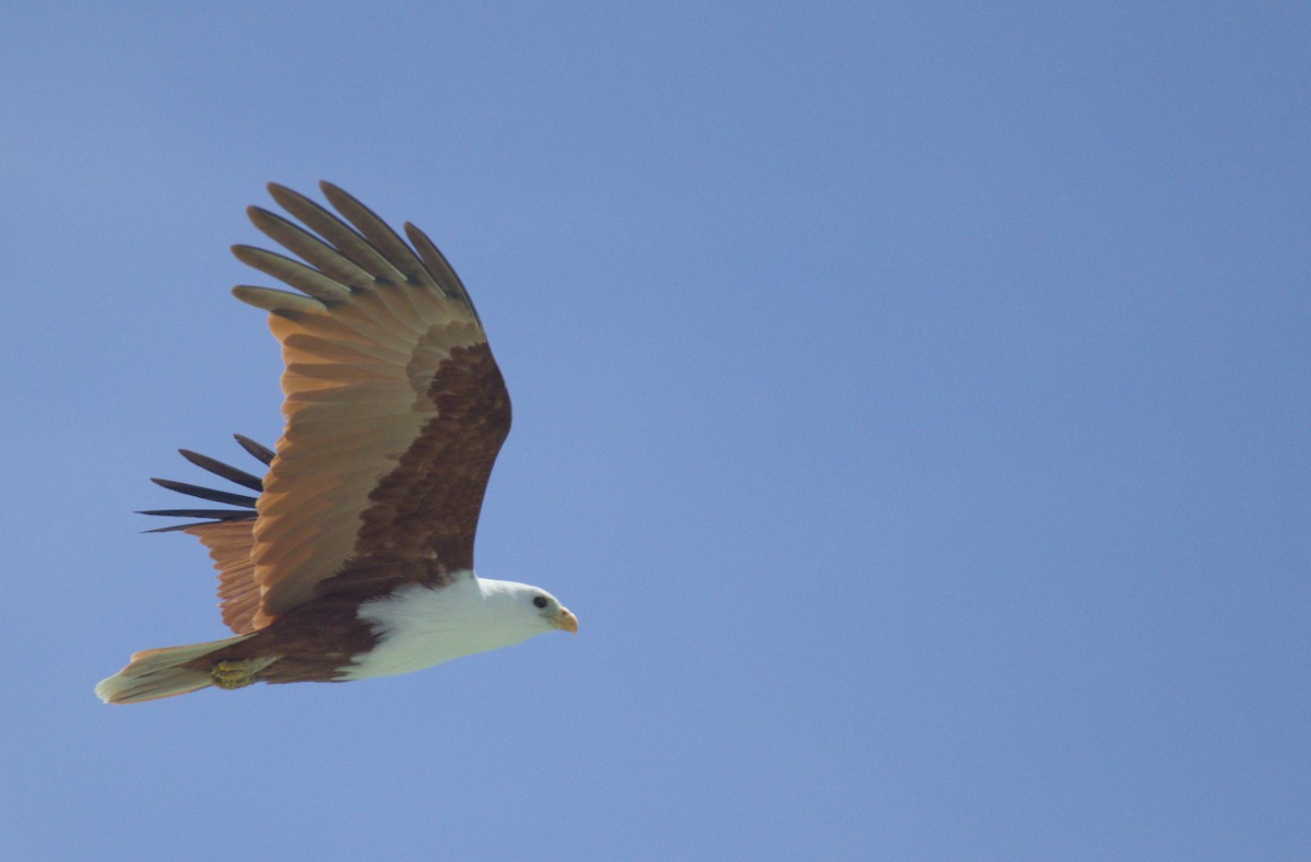 Brahminy Kite - ML637806545