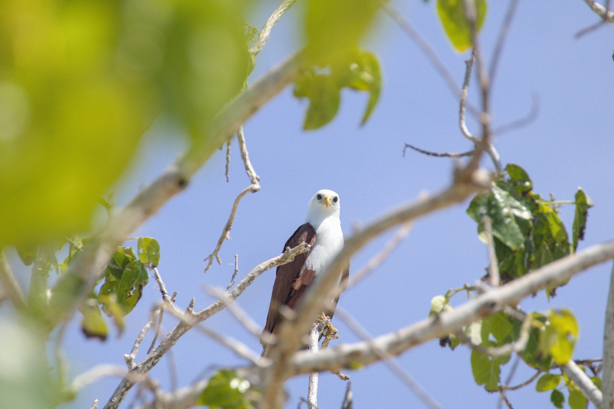 Brahminy Kite - ML637806548