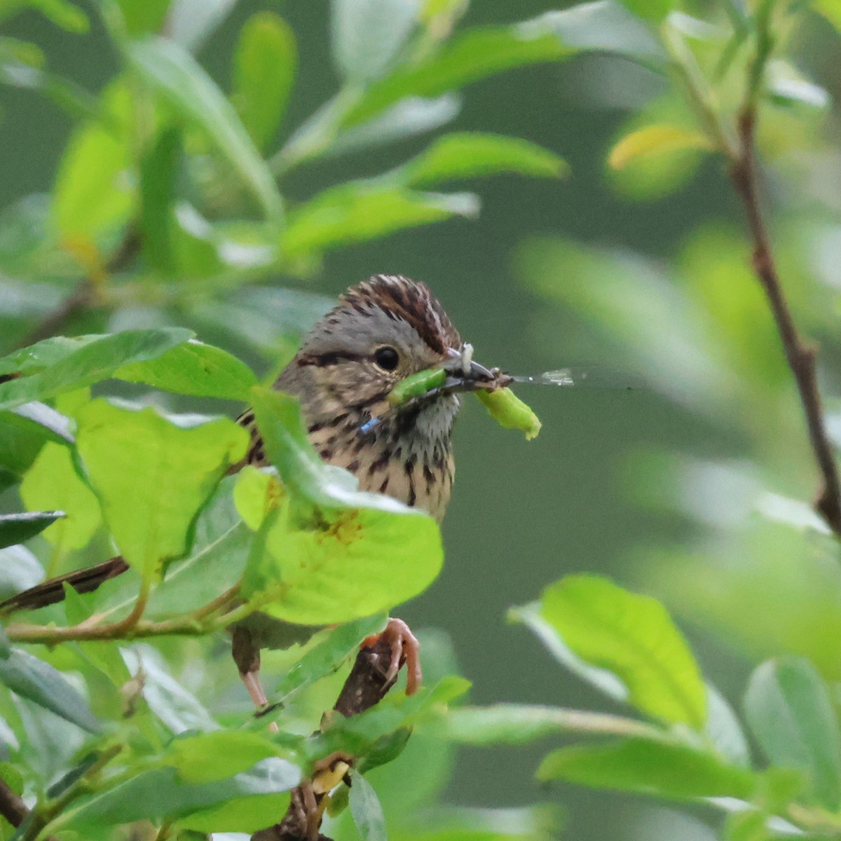 Lincoln's Sparrow - ML637806554