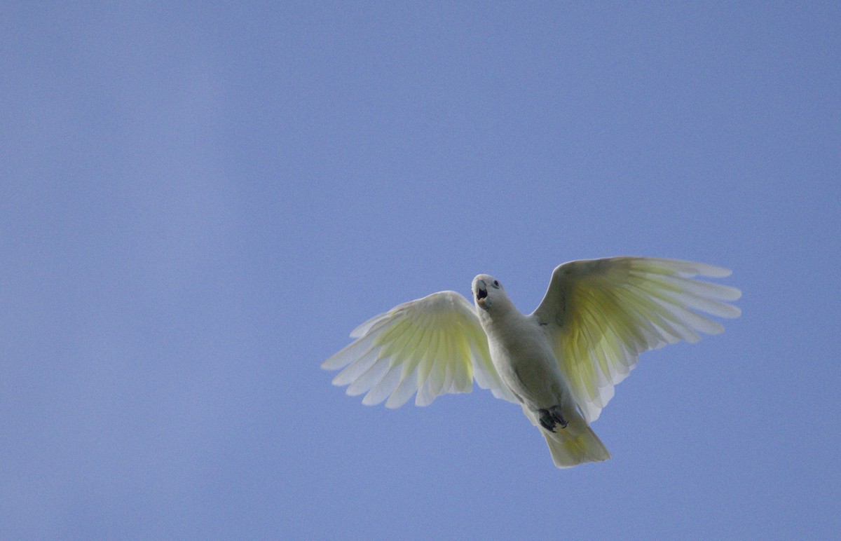 Solomons Corella - ML637806576