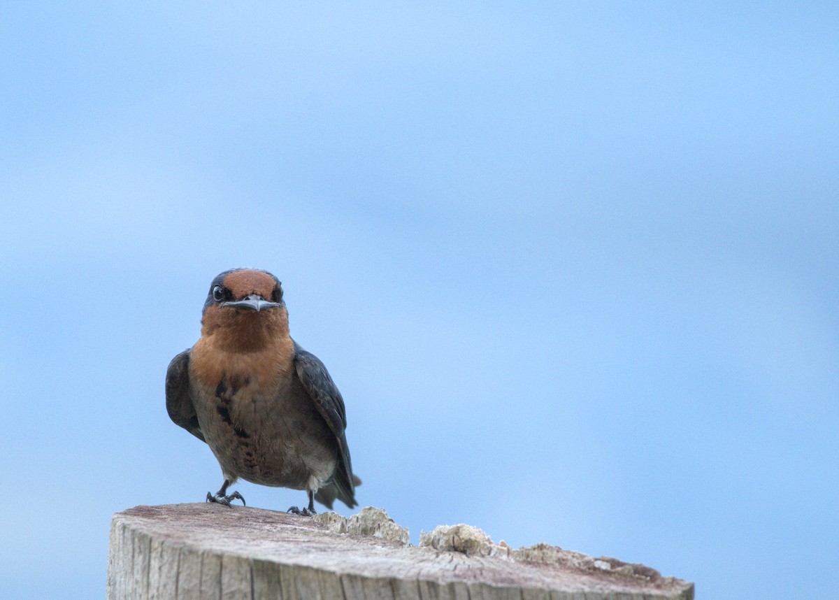 Pacific Swallow - ML637806599