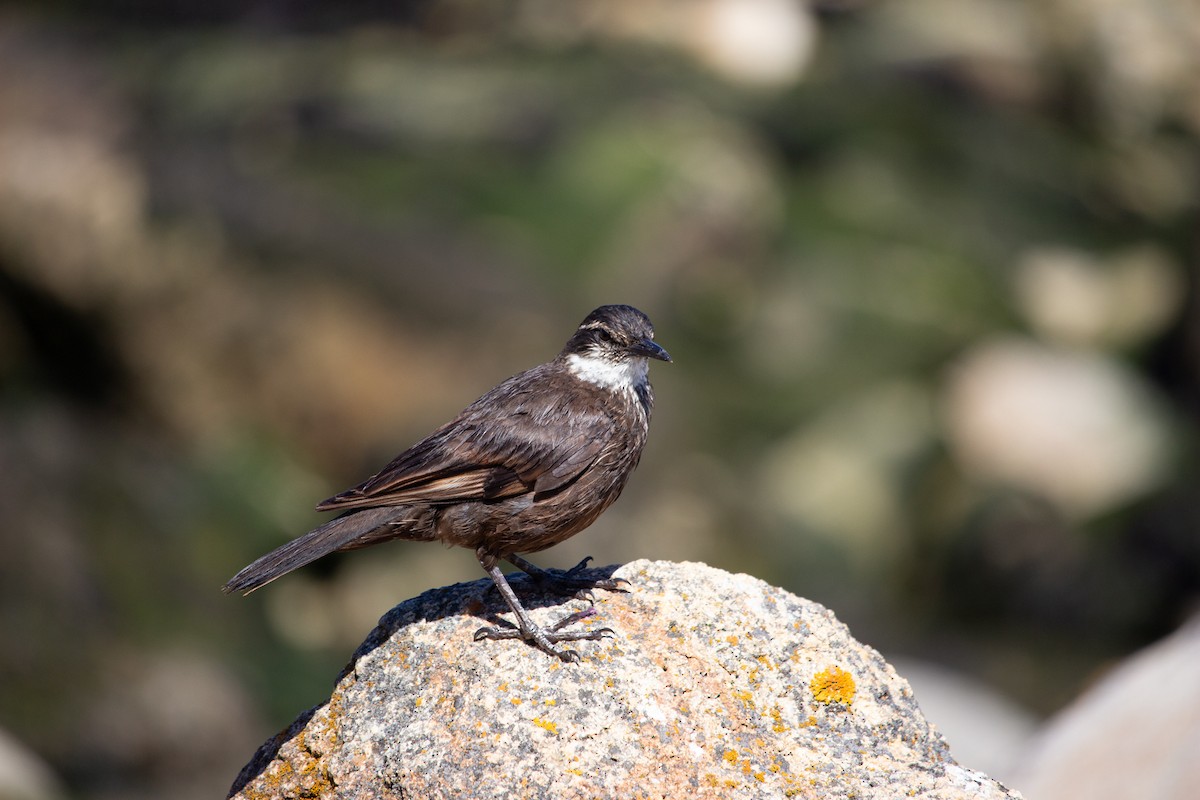 Seaside Cinclodes - ML637806644