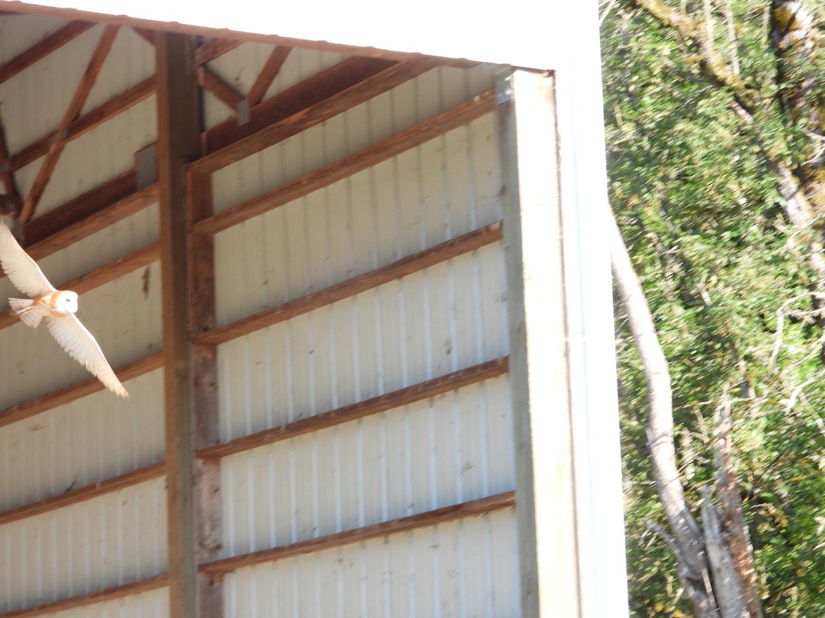 American Barn Owl - ML637806680