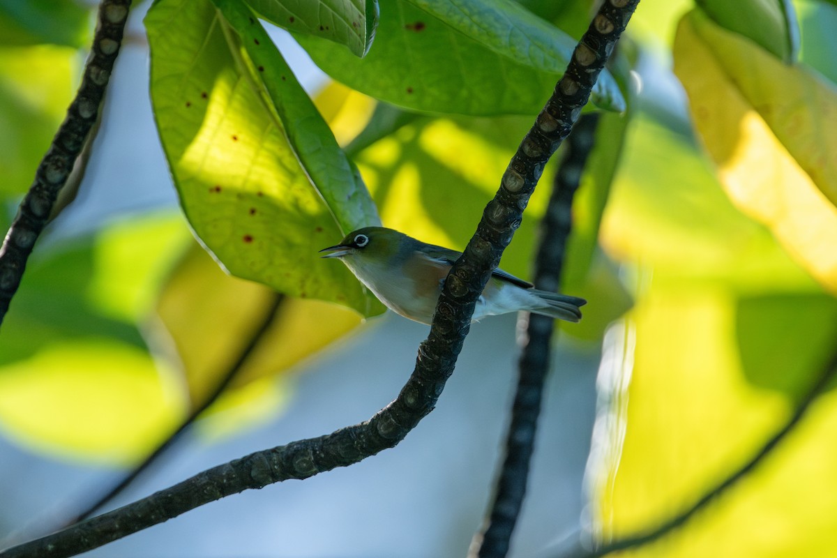 Silvereye - ML637806710