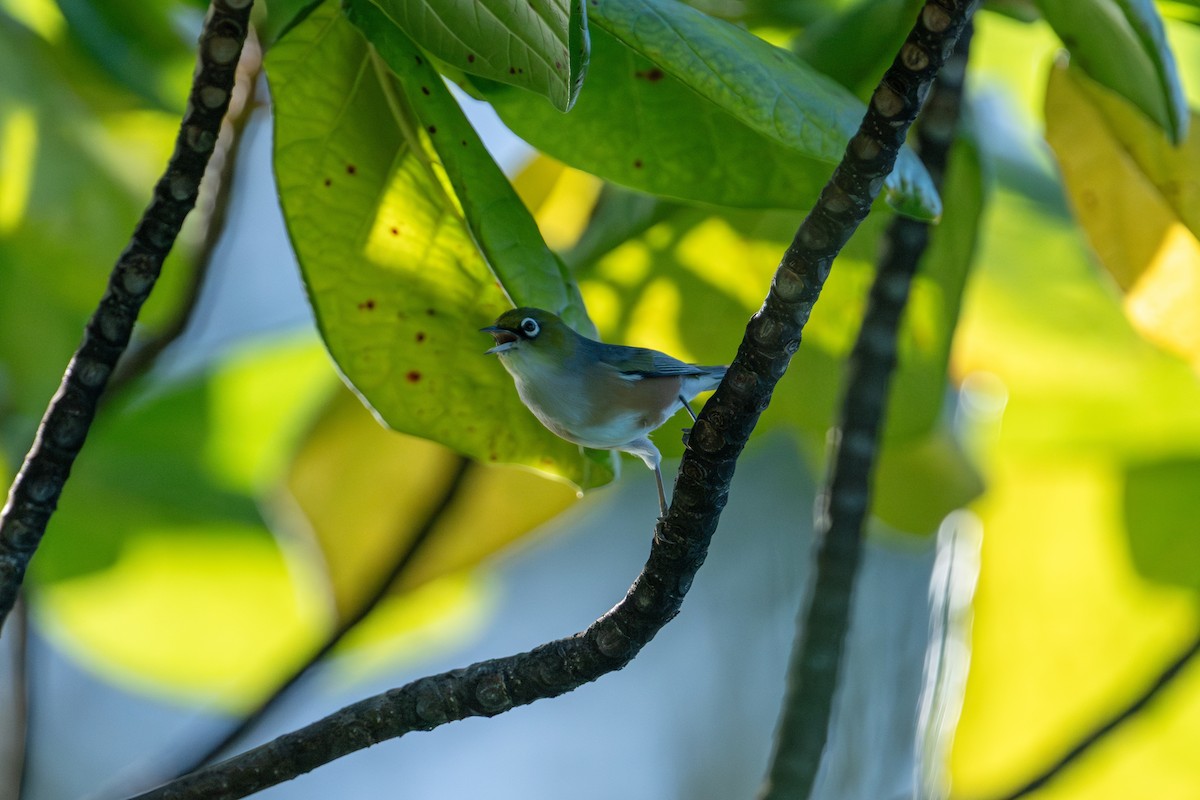 Silvereye - ML637806711