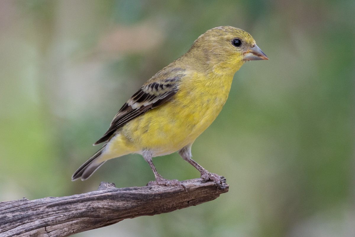Lesser Goldfinch - ML637806757