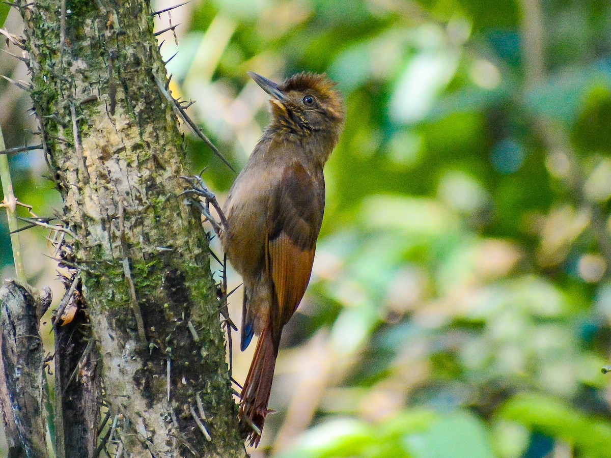 Tawny-winged Woodcreeper - ML637806799