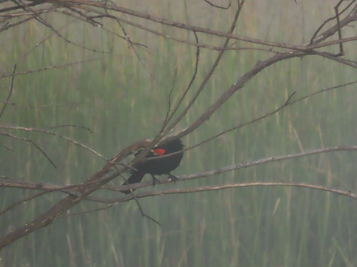 Red-winged Blackbird - ML637806804