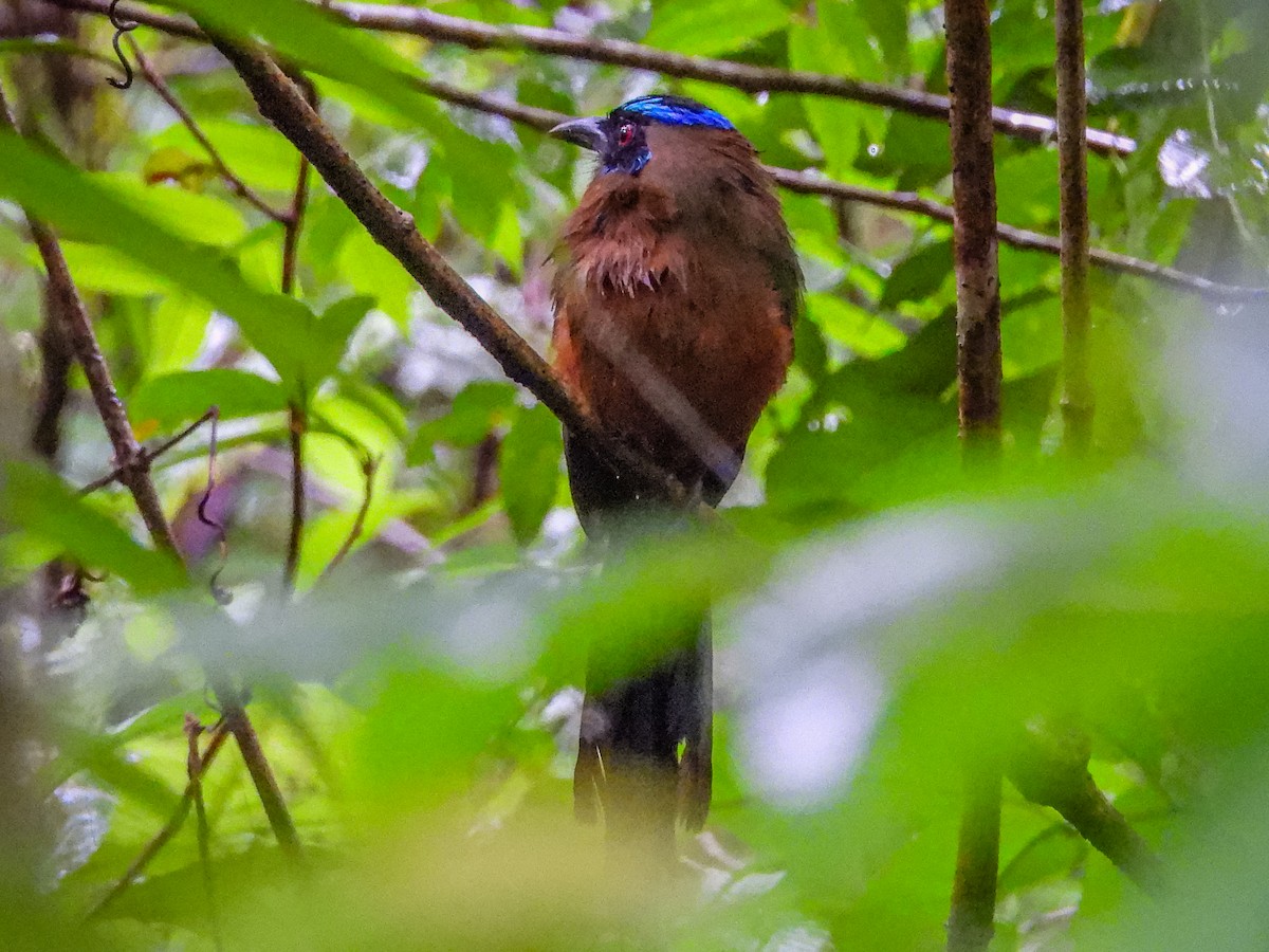 Whooping Motmot - ML637806886
