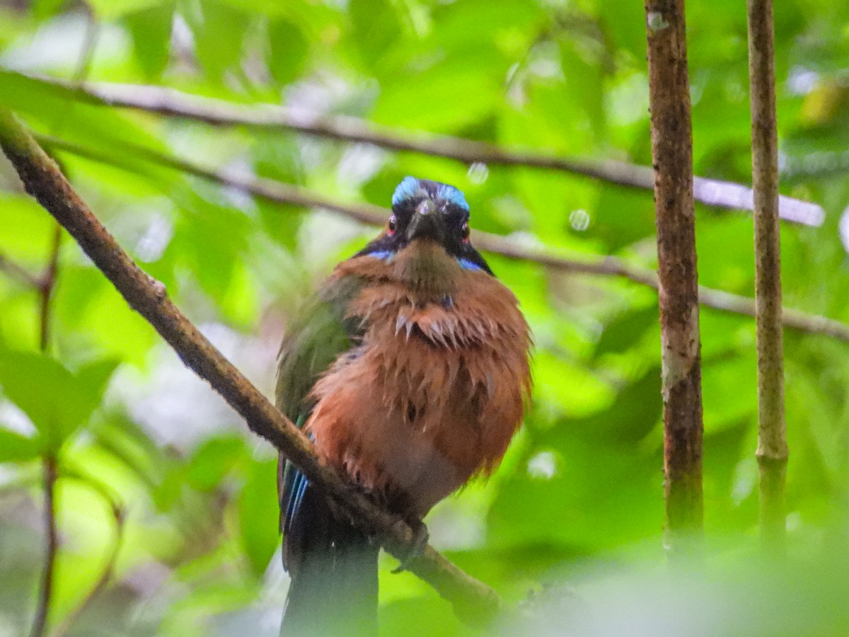 Whooping Motmot - ML637806887