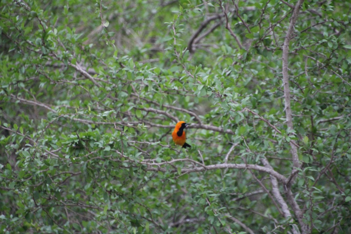 Hooded Oriole - ML637806895