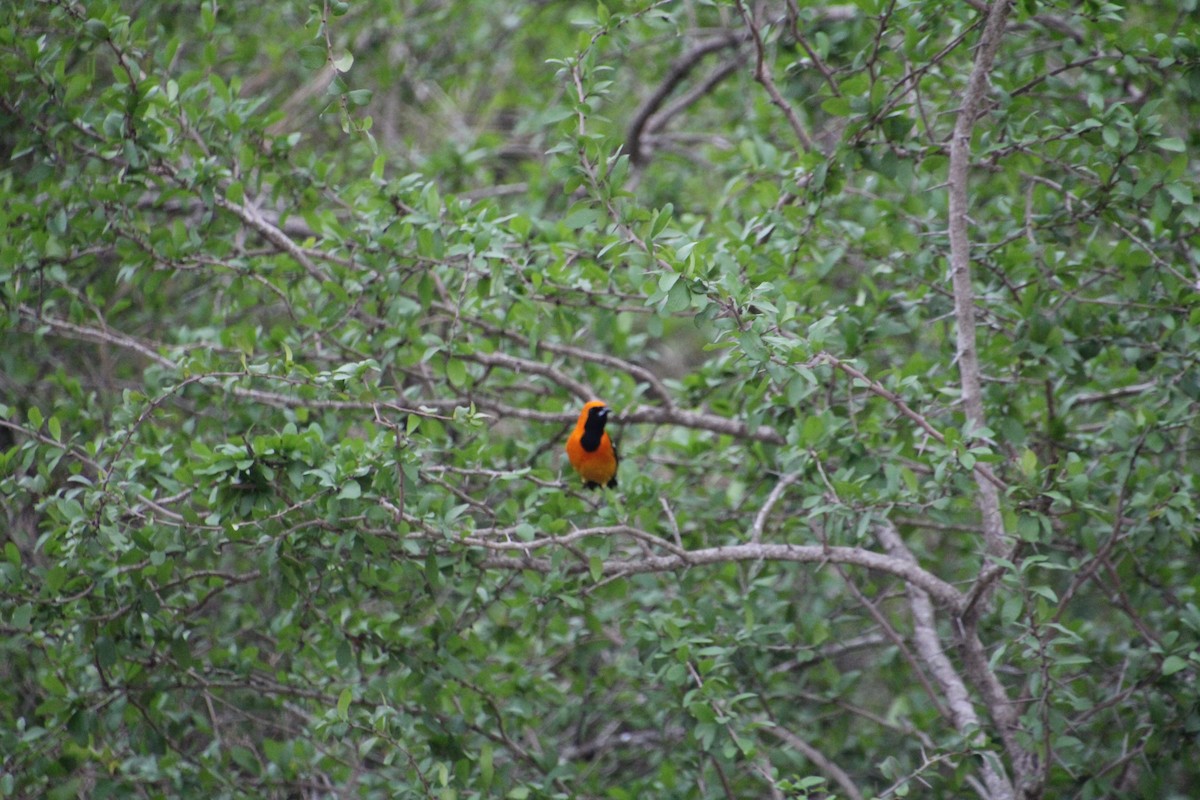 Hooded Oriole - ML637806897