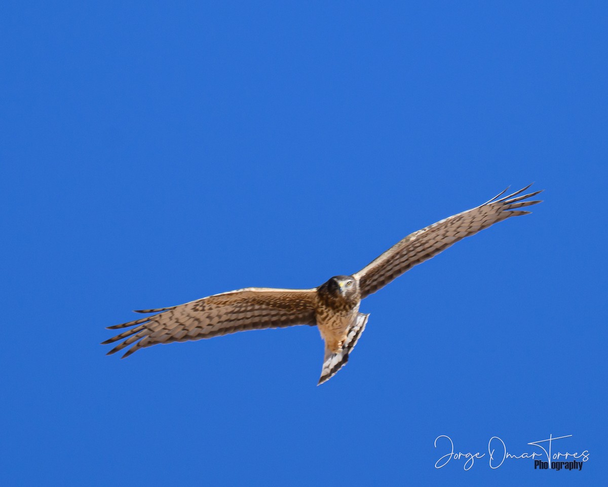 moták popelavý - ML637806908