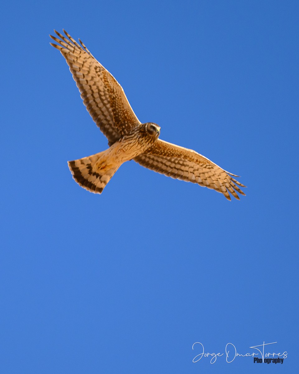 moták popelavý - ML637806909