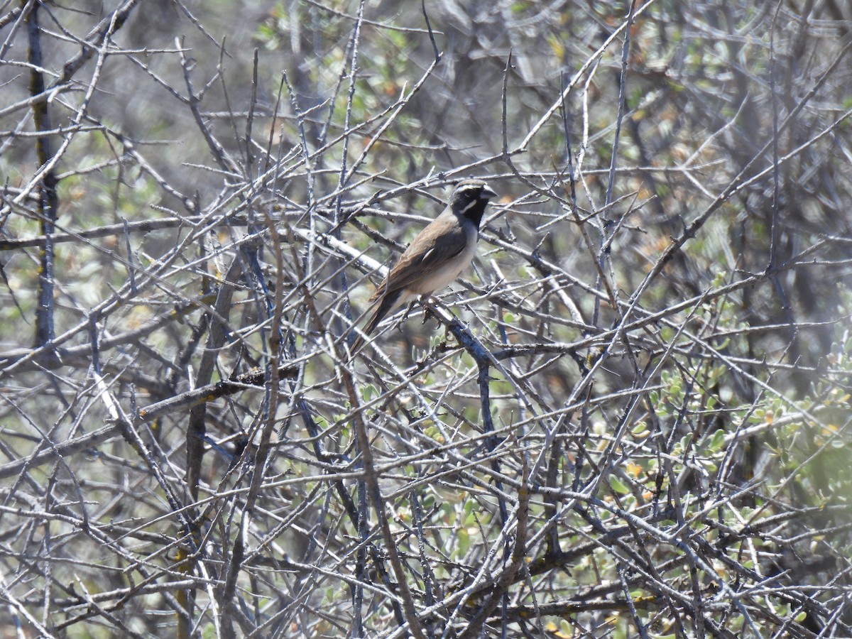 Black-throated Sparrow - ML637806913