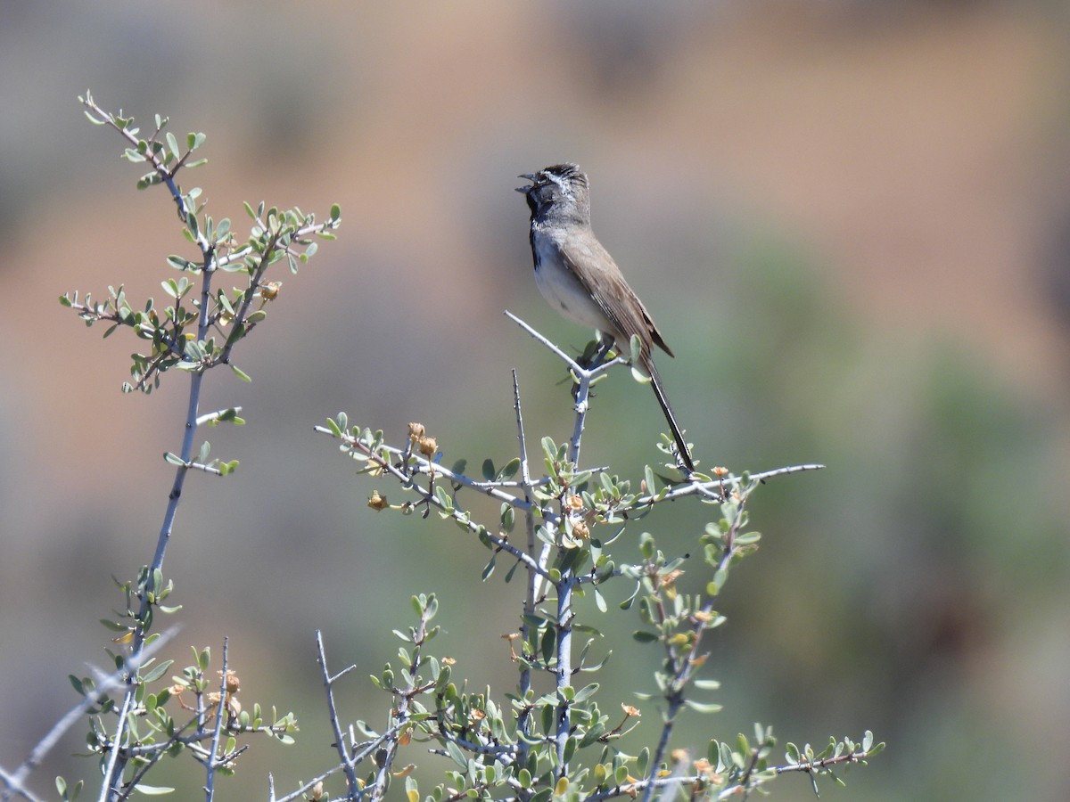 Black-throated Sparrow - ML637806914