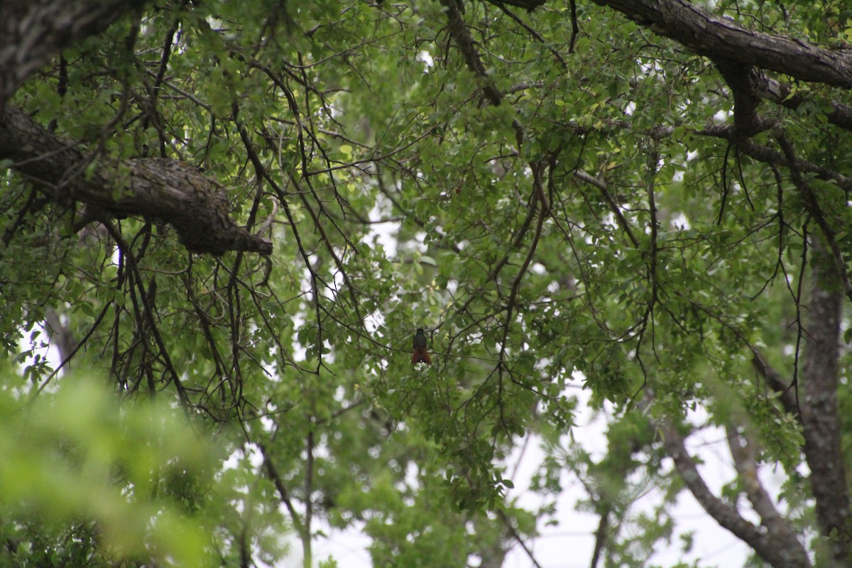 Buff-bellied Hummingbird - ML637806921