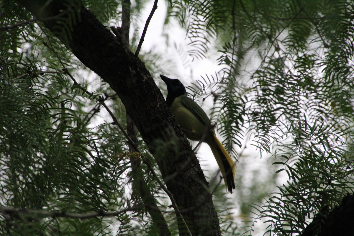 Green Jay - ML637806949