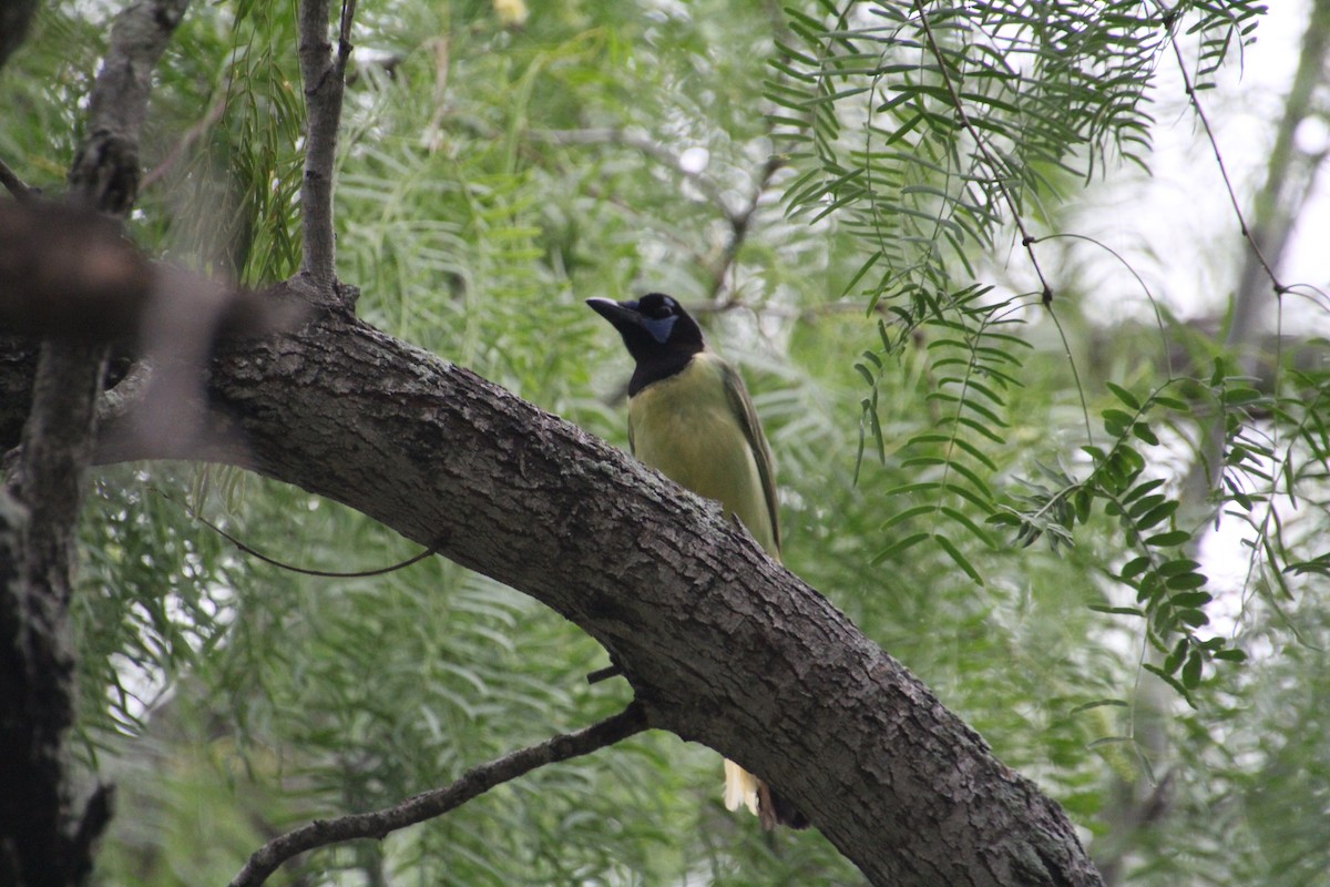 Green Jay - ML637806950