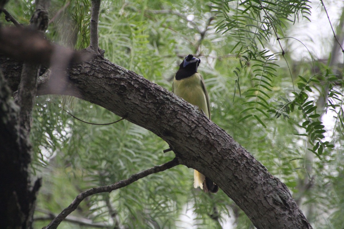 Green Jay - ML637806951