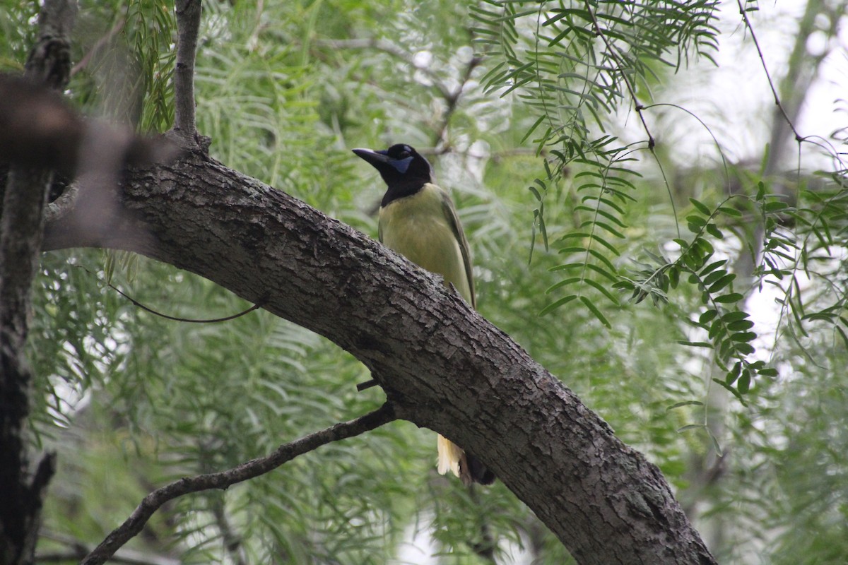 Green Jay - ML637806952