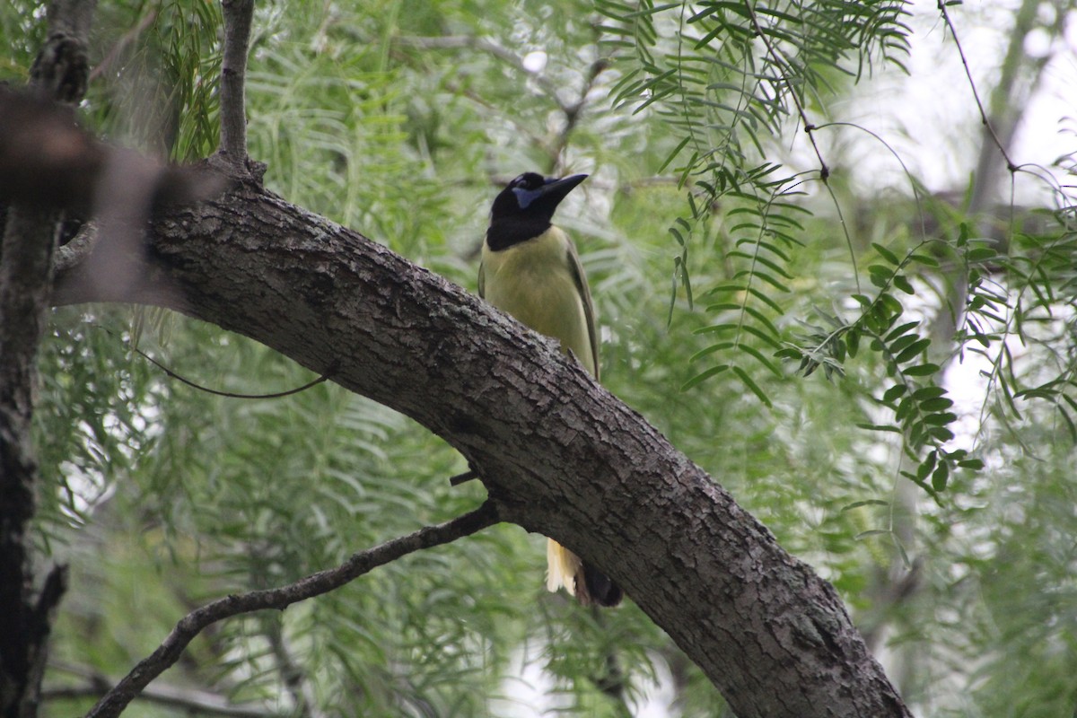Green Jay - ML637806953