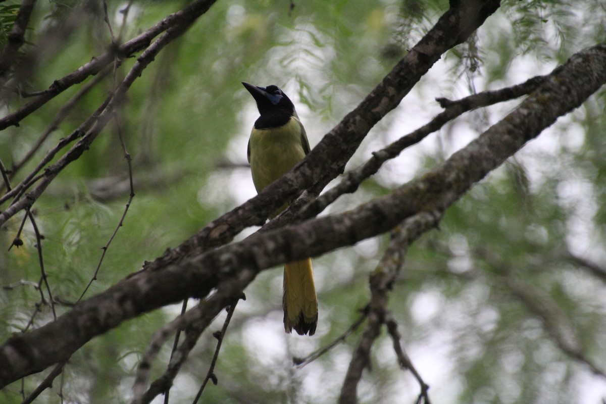 Green Jay - ML637806960