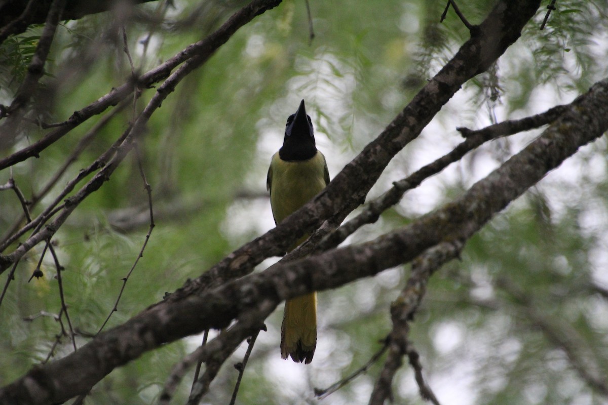 Green Jay - ML637806961