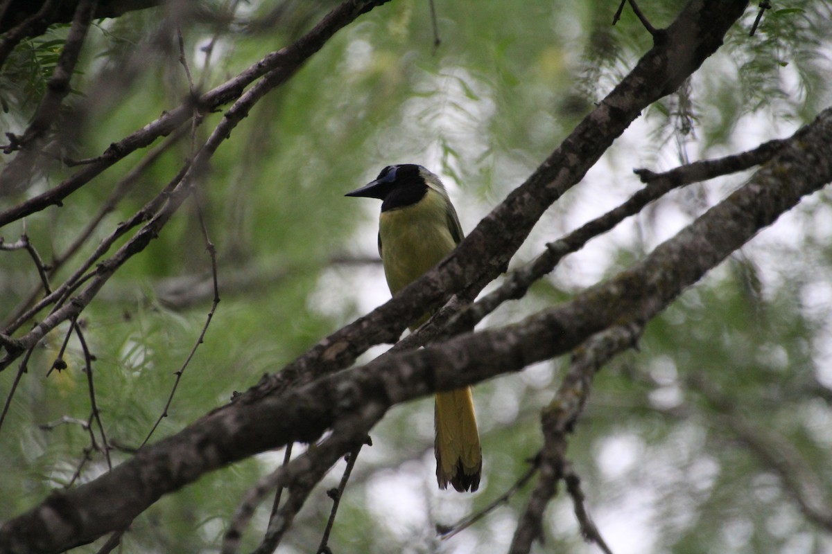 Green Jay - ML637806963