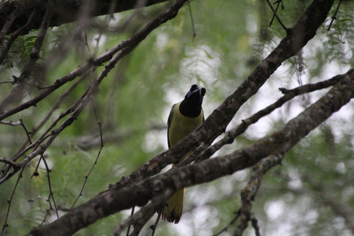 Green Jay - ML637806964