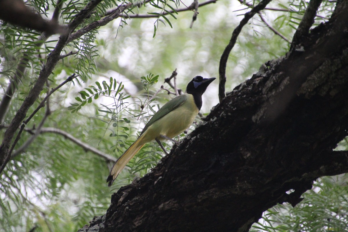 Green Jay - ML637806969