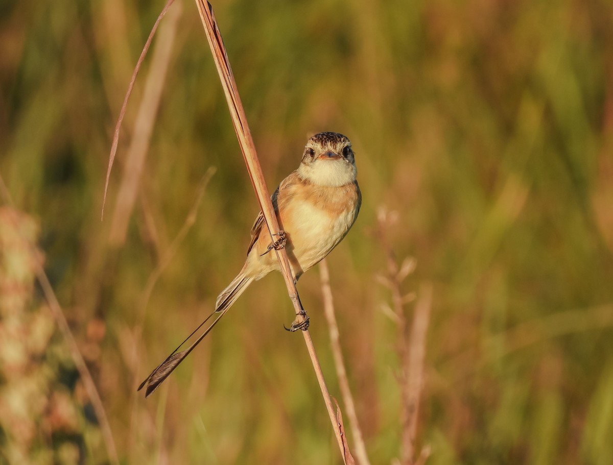Strange-tailed Tyrant - ML637806972