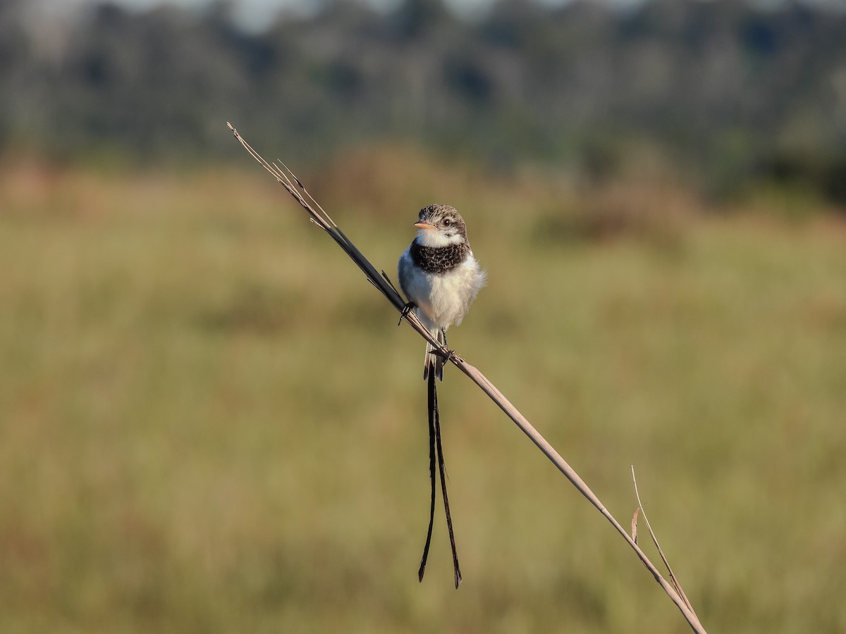 Strange-tailed Tyrant - ML637806973