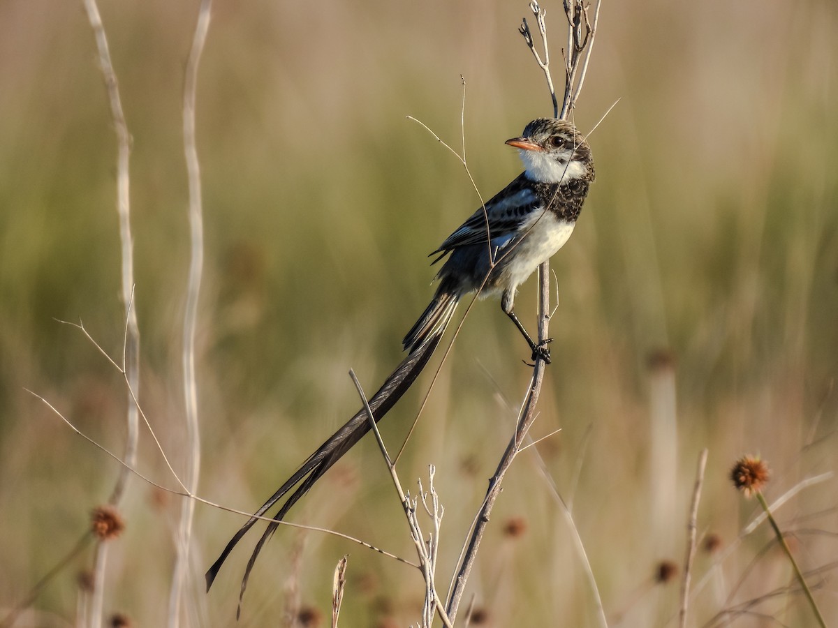 Strange-tailed Tyrant - ML637806974