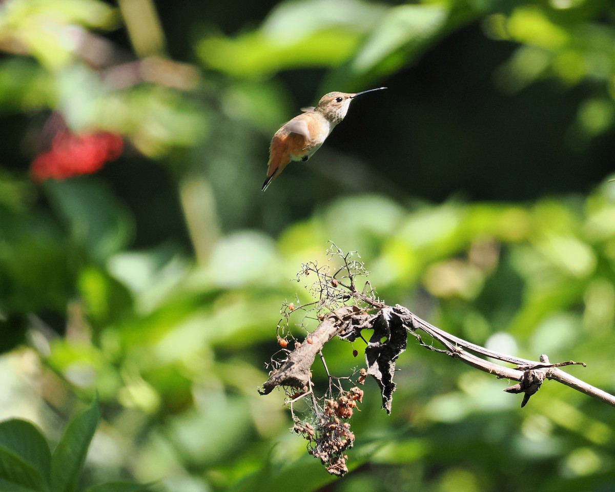 Allen's Hummingbird - ML637807033