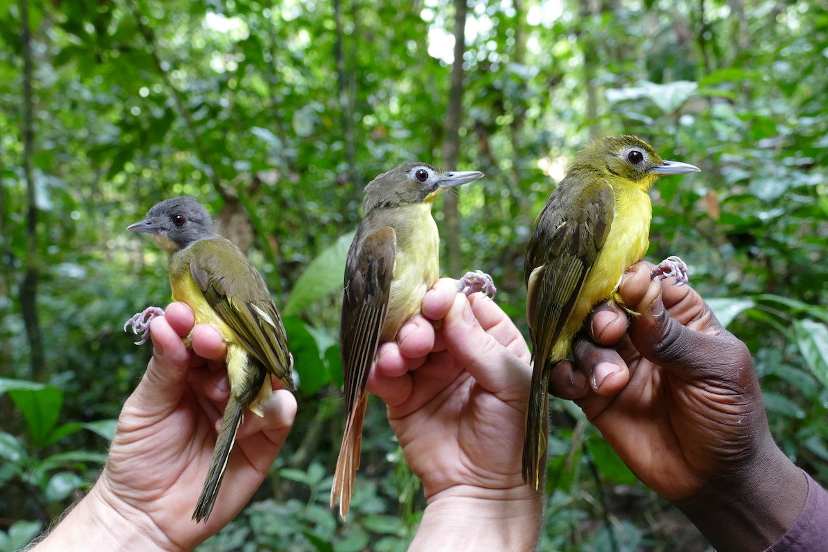 Red-tailed Bristlebill - ML637807035