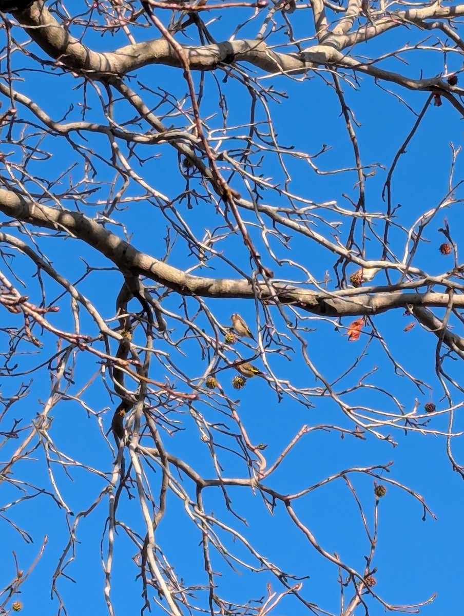 European Goldfinch - ML637807044