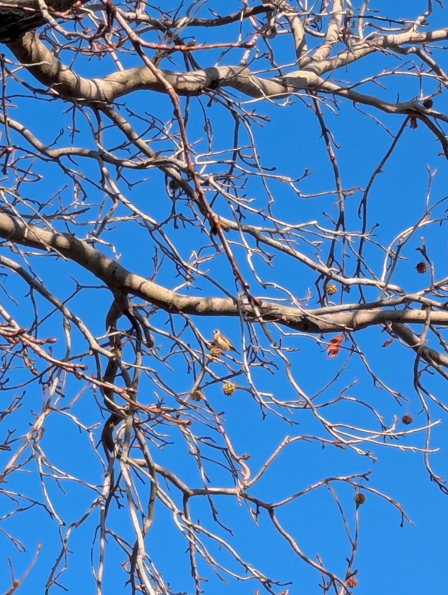 European Goldfinch - ML637807045