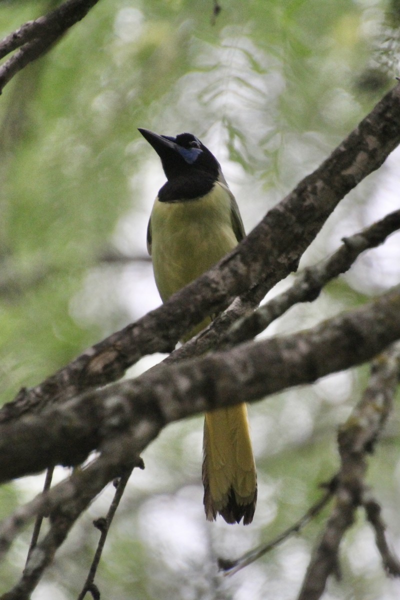 Green Jay - ML637807062