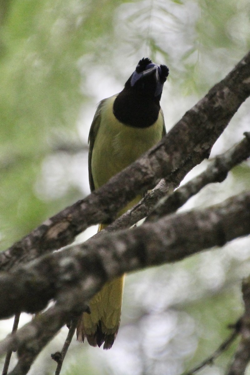 Green Jay - ML637807063