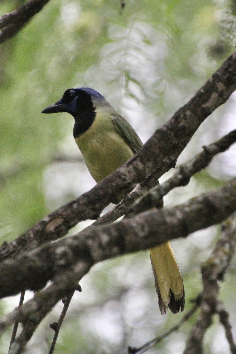 Green Jay - ML637807064
