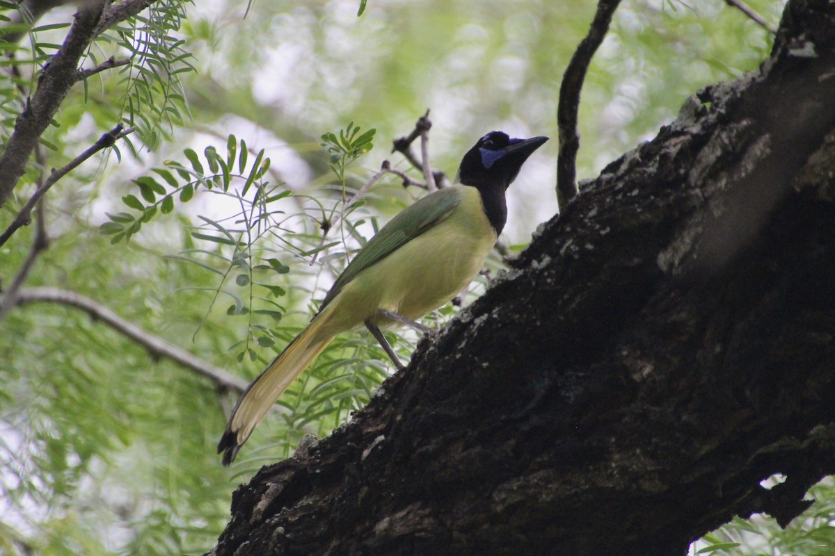 Green Jay - ML637807065