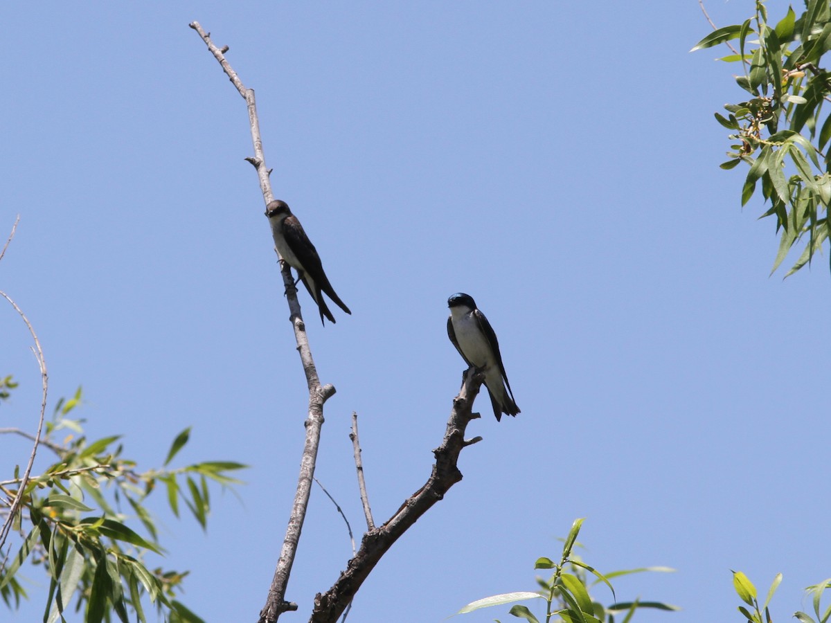 Tree Swallow - ML637807093