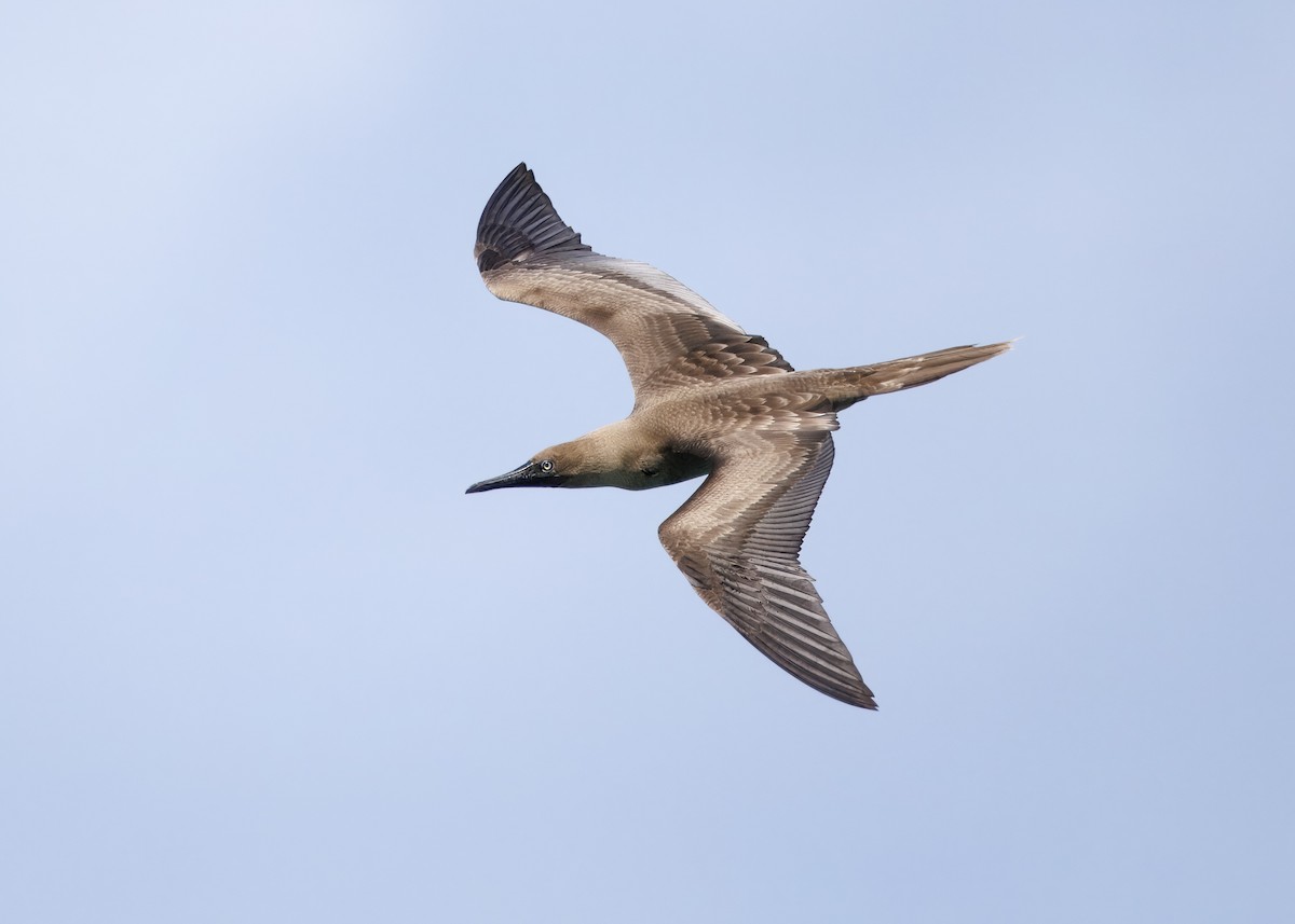 Red-footed Booby - ML637807094