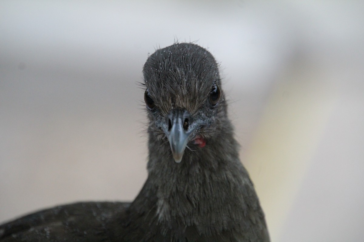 Plain Chachalaca - ML637807113