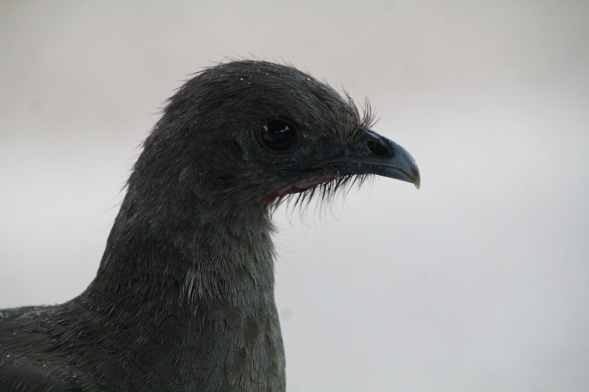 Plain Chachalaca - ML637807114