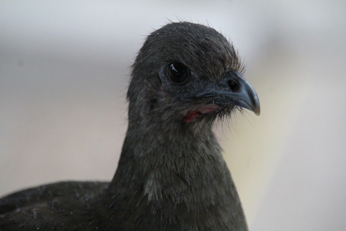 Plain Chachalaca - ML637807115