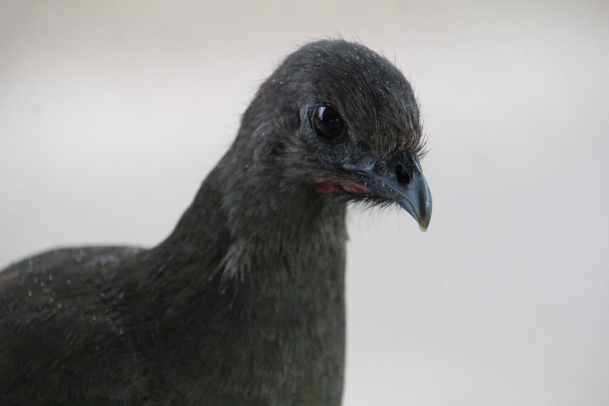 Plain Chachalaca - ML637807118