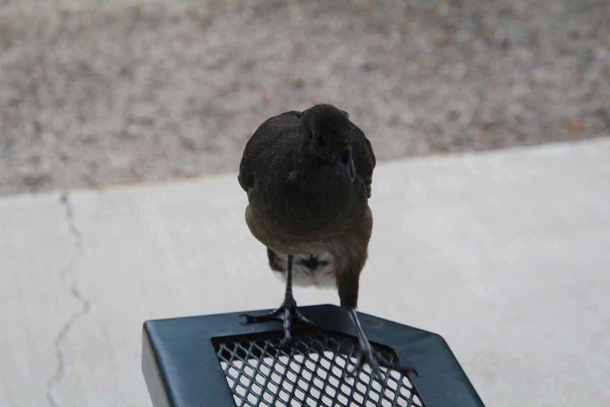 Plain Chachalaca - ML637807142