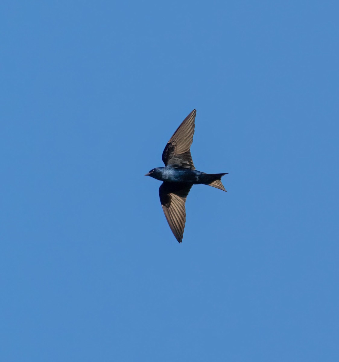 Purple Martin (hesperia) - ML637807145